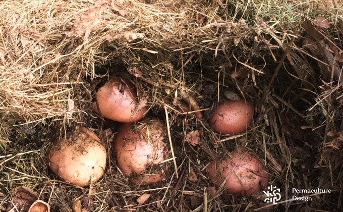 Pommes de terre de la variété ‘Sarpo Mira’ résistante au mildiou