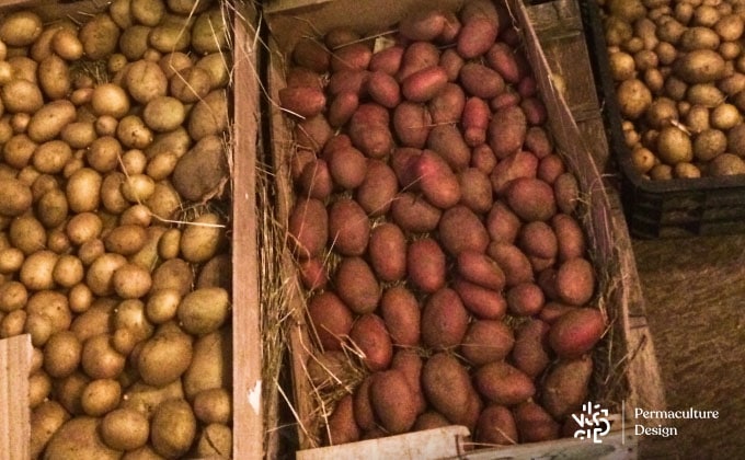 Diverses variétés de pommes de terre stockées en cagette