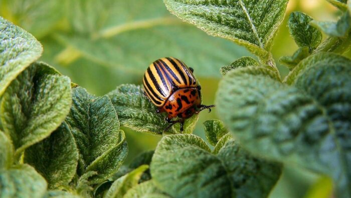 Doryphore adulte sur feuille de pommes de terre.
