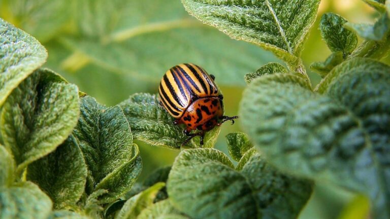 Doryphore adulte sur feuille de pommes de terre.