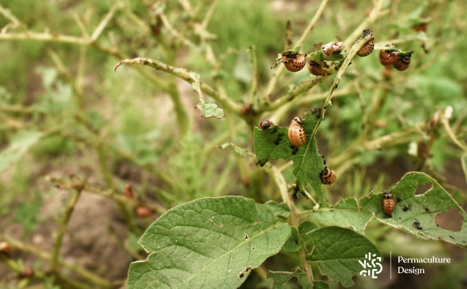 Larves de doryphores dévorant un plant de pomme de terre.