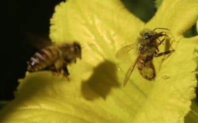 Faire venir les insectes pollinisateurs dans votre jardin