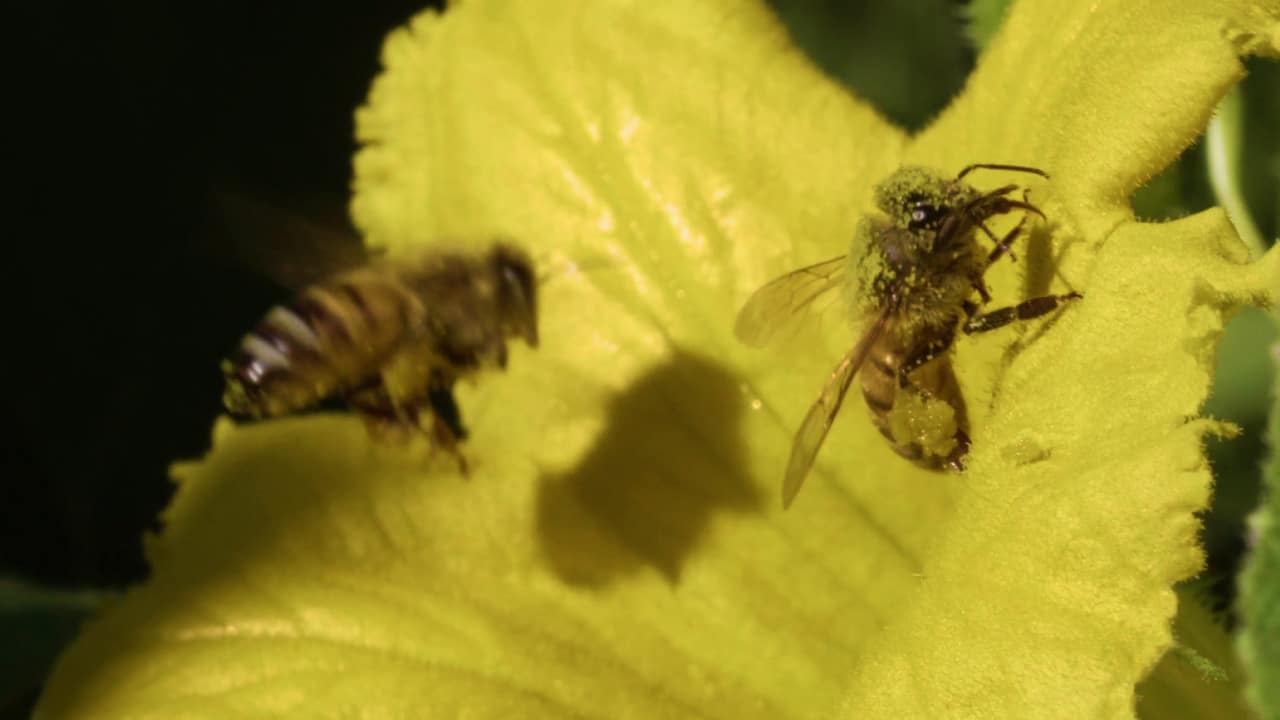 Abeilles butinant une fleur de courge