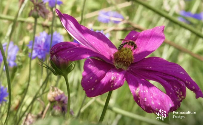 Halicte butinant une fleur de cosmos.