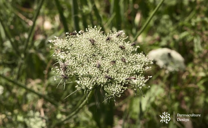 Insectes pollinisateurs dont des mouches diverses et une guêpe solitaire, Cryptus albitarsis sur fleur de carotte sauvage.