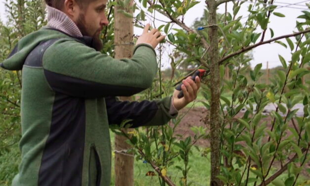 Tailler ou conduire les arbres fruitiers ?