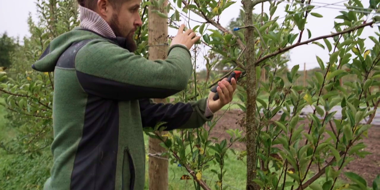 Tailler ou conduire les arbres fruitiers ?