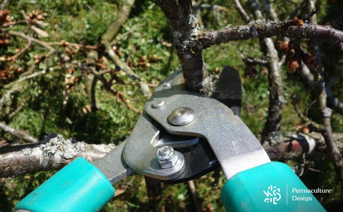 Coupe-branche prêt à tailler une branche d’arbre fruitier.