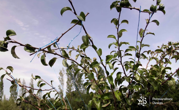 Tailler ou conduire les arbres fruitiers ?