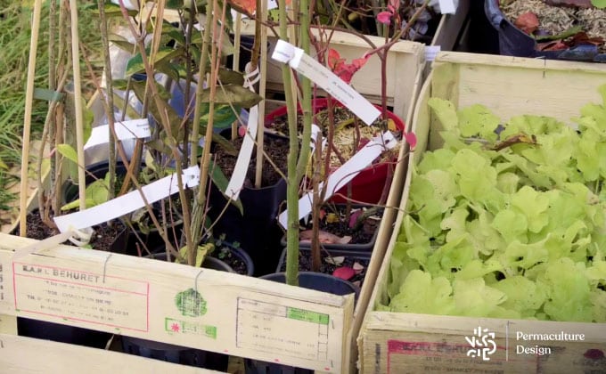 Photos plantes pour jardin en permaculture.