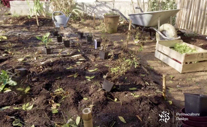 Plantes avant plantation jardin permaculture.