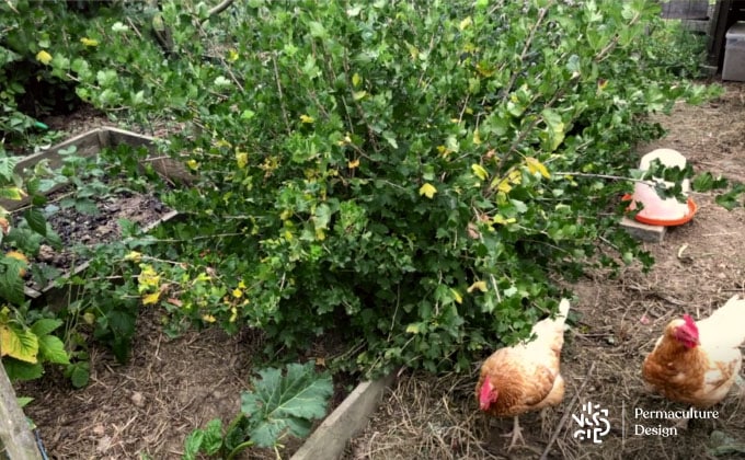 Poules et poulaillier en permaculture.