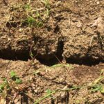 Terre craquelée par la sécheresse dans un jardin sans eau