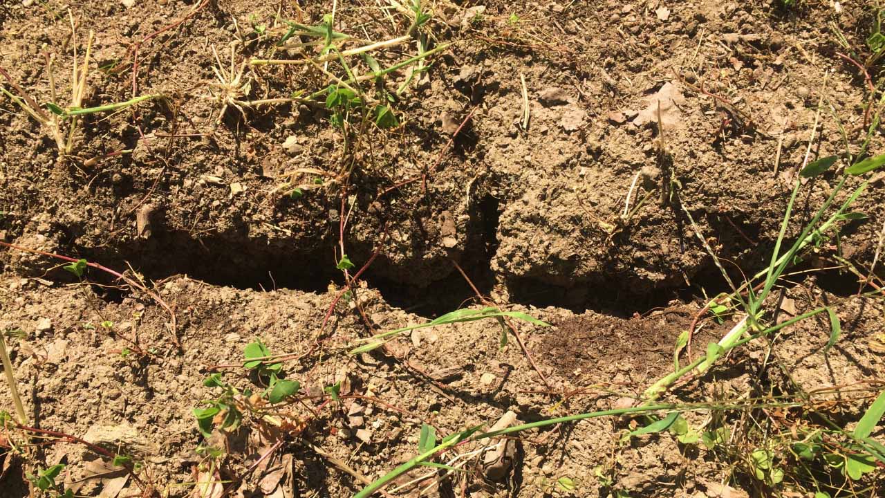 Terre craquelée par la sécheresse dans un jardin sans eau