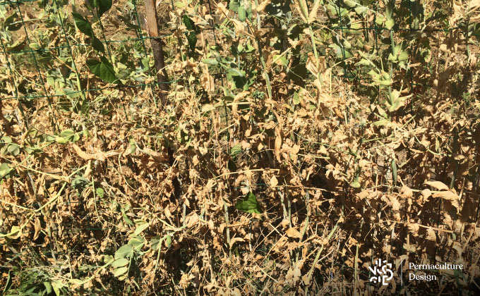 Petits pois desséchés au jardin sans eau