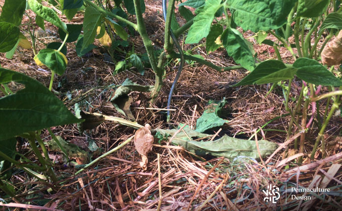 Paillage au jardin en permaculture à base d’un mélange de matières organiques.