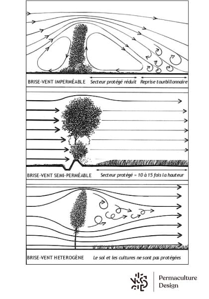 Explications sur la perméabilité des haies brise-vents au jardin en permaculture.