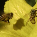 Abeilles butinant une fleur de courge