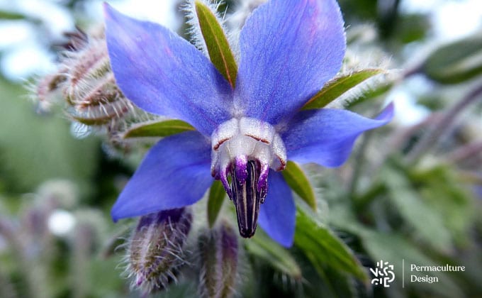 Fleur de bourrache comestible