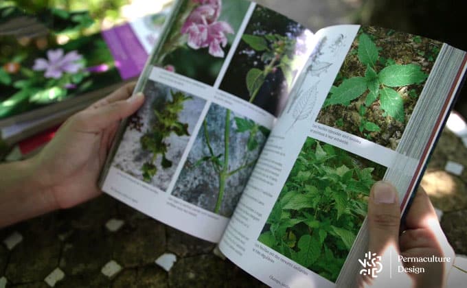 Livre « Plantes sauvages comestibles, Les 50 plantes essentielles et leurs usages ».