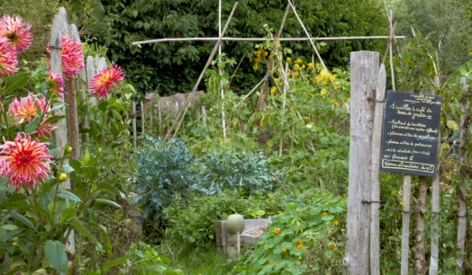 Comment débuter votre jardin en permaculture ?