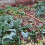 Potager en permaculture avec légumes d’hiver.