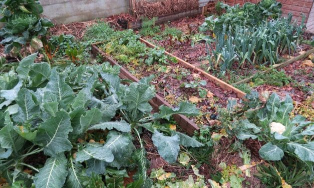 Quels légumes d’hiver planter dans son potager ?