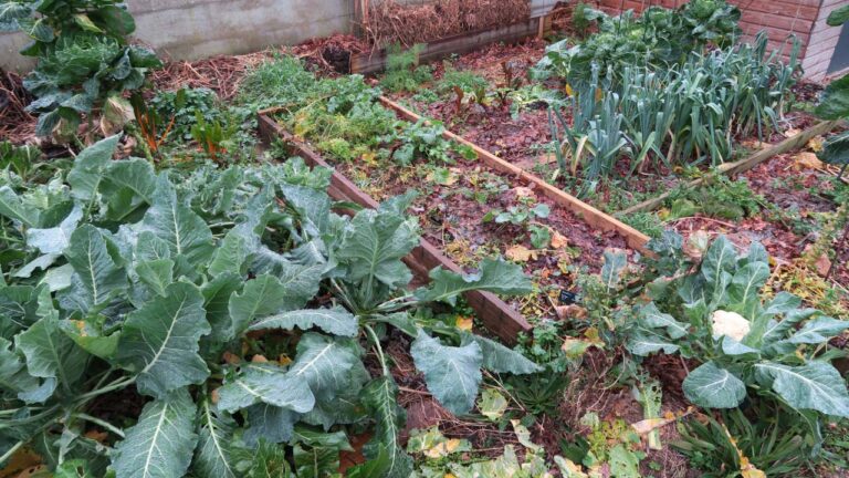 Potager en permaculture avec légumes d’hiver.
