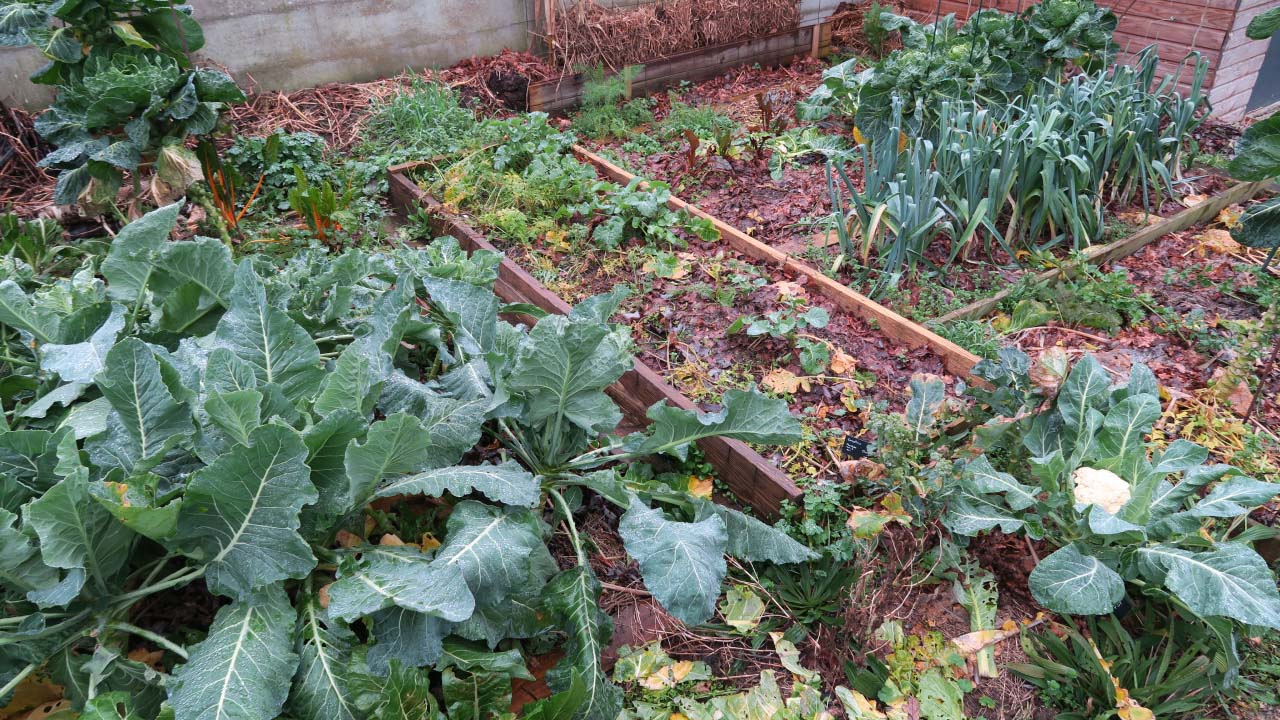 Potager en permaculture avec légumes d’hiver.