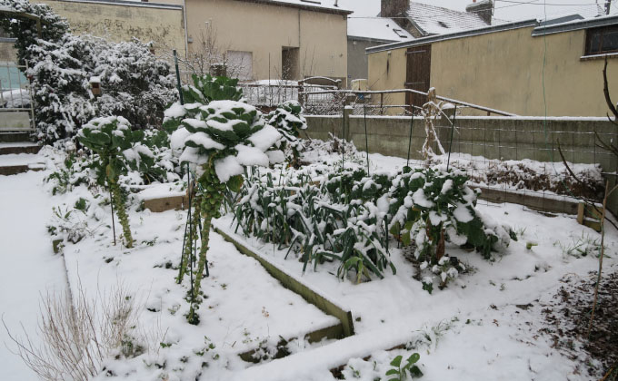 Potager en permaculture avec légumes d’hiver sous la neige.