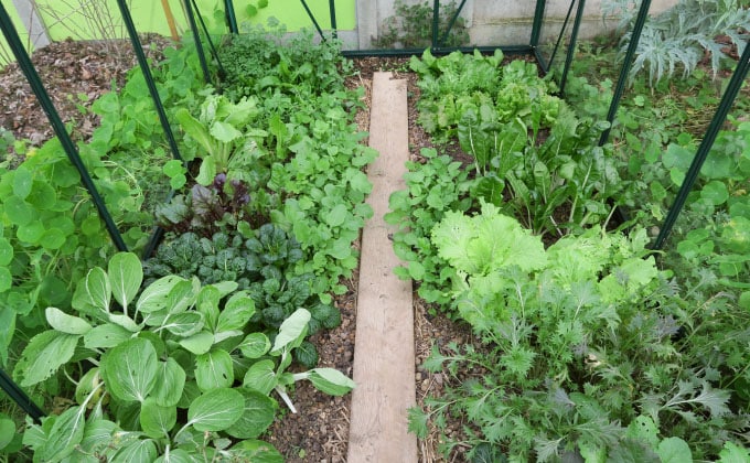 Jardin : que planter dans une jardinière d'hiver ?