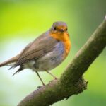 Photo oiseau rouge-gorge sur branche