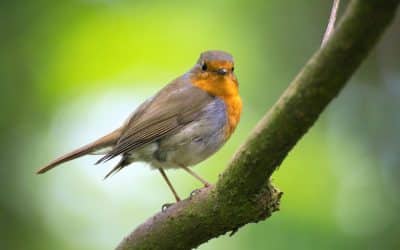 Le rouge-gorge, oiseau sauvage familier