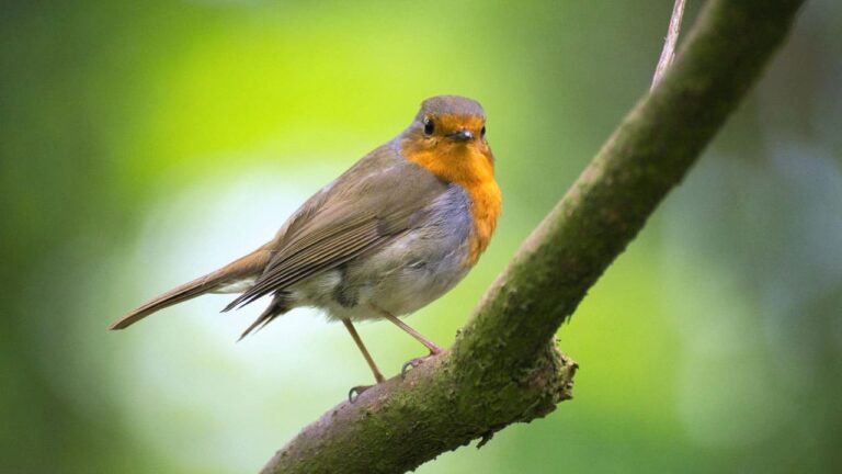 Photo oiseau rouge-gorge sur branche