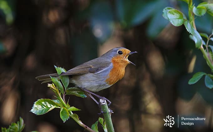 Photo de rouge-gorge oiseau.