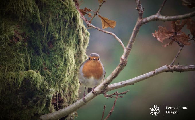 Photo oiseau rouge-gorge sur branche.