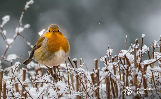 Photo oiseau rouge-gorge en hiver.