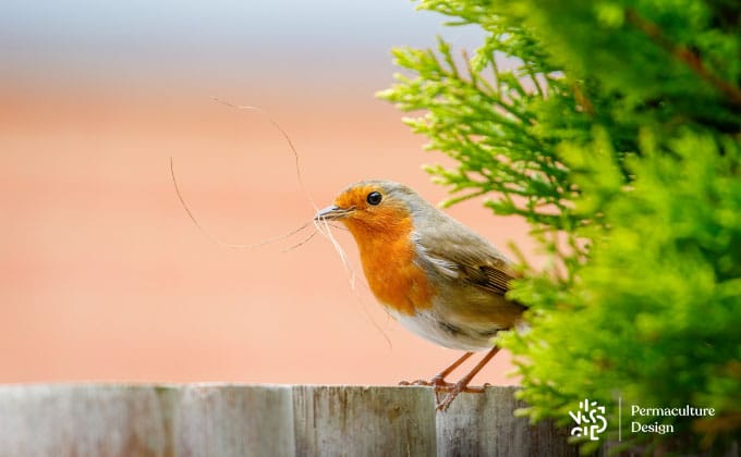 Photo oiseau rouge-gorge avec paille dans le bec.