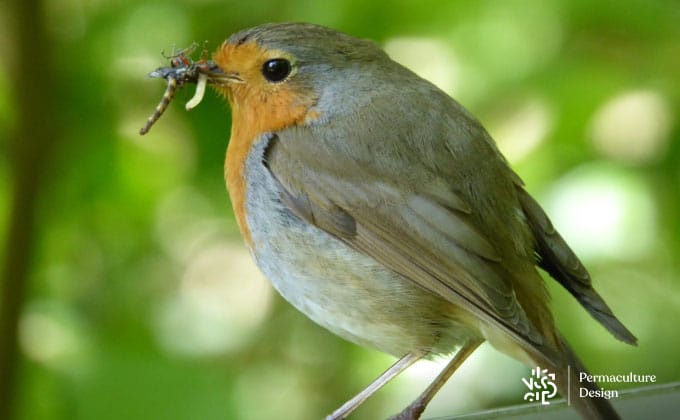 Le rouge-gorge est-il un oiseau migrateur ? - Notre Nature