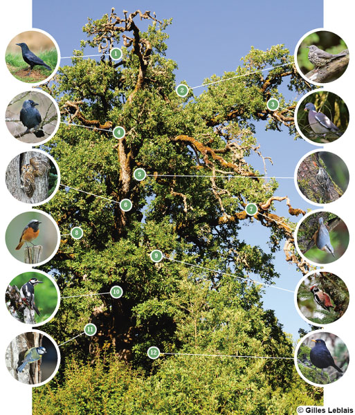 photo de vieux chêne avec grande diversité d’oiseaux pour lesquels il est essentiel ! Image tirée du livre Branchages et bois mort, de Gilles Leblais, éditions Terre vivante