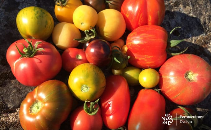 Récolte de tomates anciennes dont on va récupérer les graines