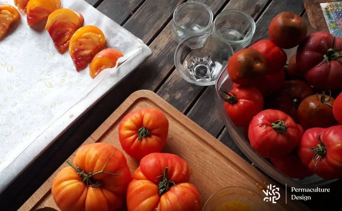 Récupération des graines de tomates anciennes pendant la préparation de tomates séchées.