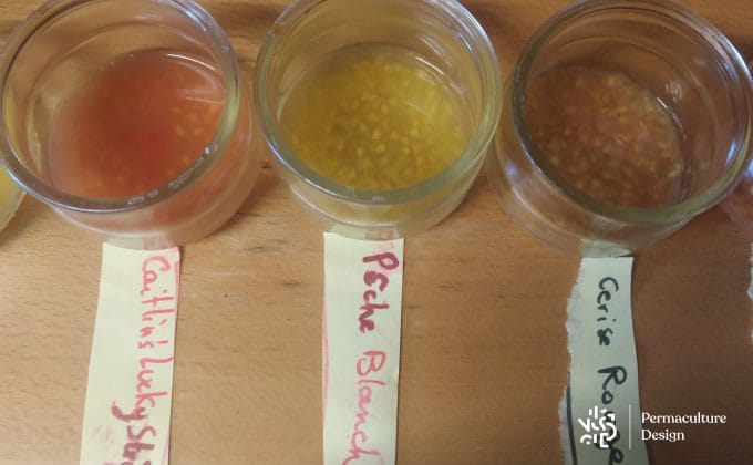 Contenants avec graines de tomates anciennes en cours de récupération.