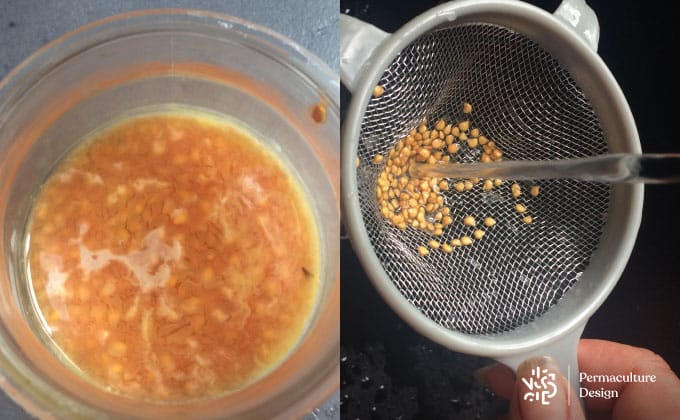 Processus de récupération des graines de tomates avec voile blanc en surface de l’eau à gauche et rinçage en passoire à droite.