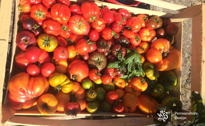 Récolte de diverses variétés de tomates anciennes dont on va récupérer les graines.