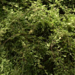 Tiges de ronces dans un roncier d’un jardin en permaculture
