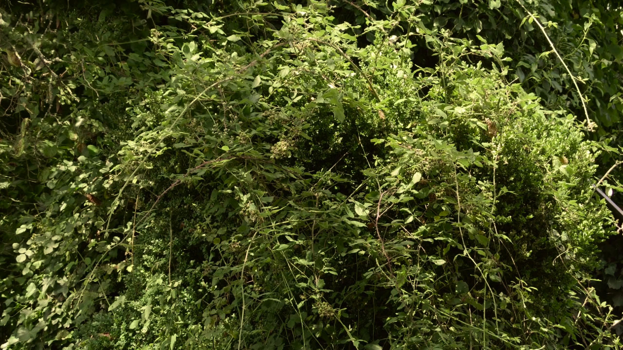 Tiges de ronces dans un roncier d’un jardin en permaculture