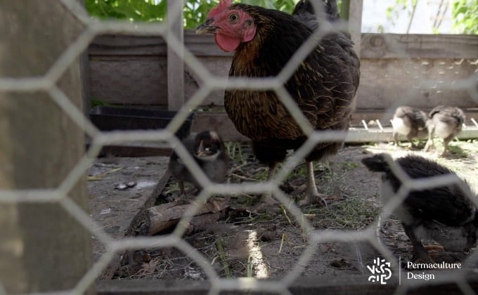 Maman poule et ses poussins, dans un enclos