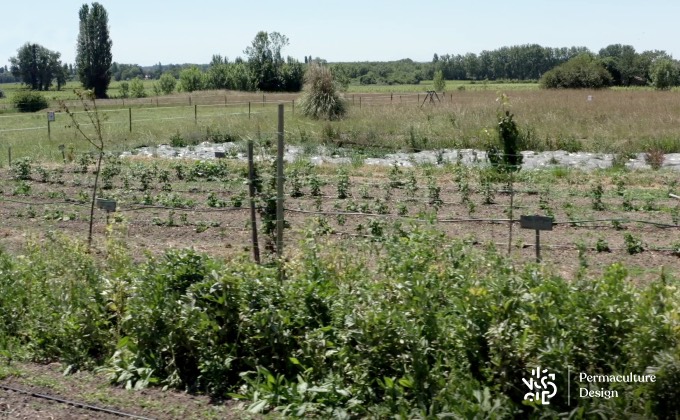 Plantation de haies d’arbres et arbustes entre les différentes zones de la micro-ferme.