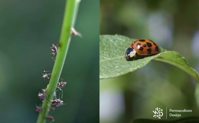 Pucerons et coccinelle.